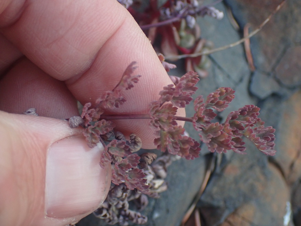 Lomatium martindalei (Coast range lomatium), native California herb