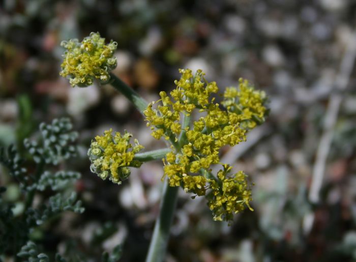 Lomatium mohavense (Mohave wild parsely), native California herb