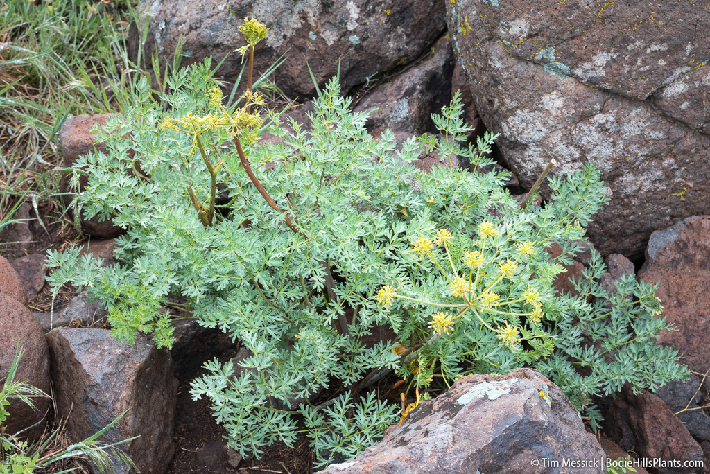 Lomatium multifidum, native California perennial