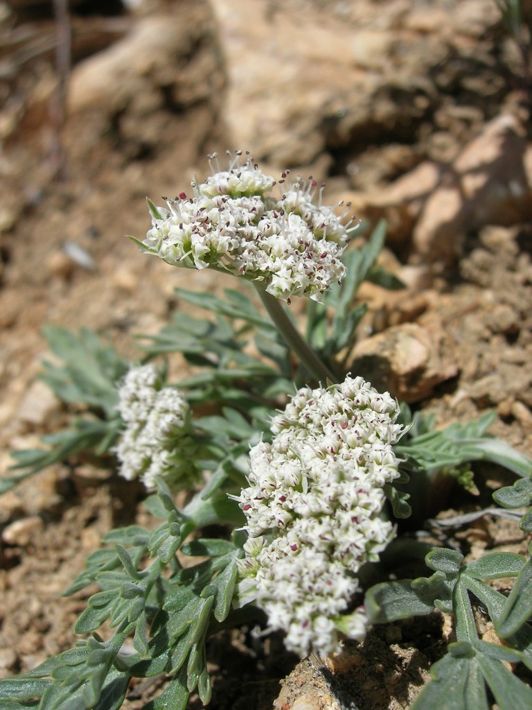 Lomatium nevadense (Nevada biscuitroot), native California herb