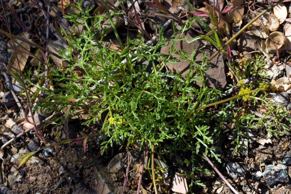 Lomatium observatorium (Mount hamilton lomatium), native California herb