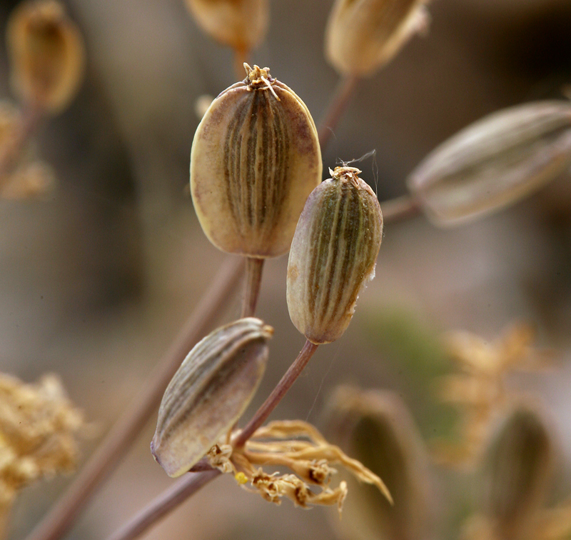 Lomatium parryi (Parry's lomatium), native California herb