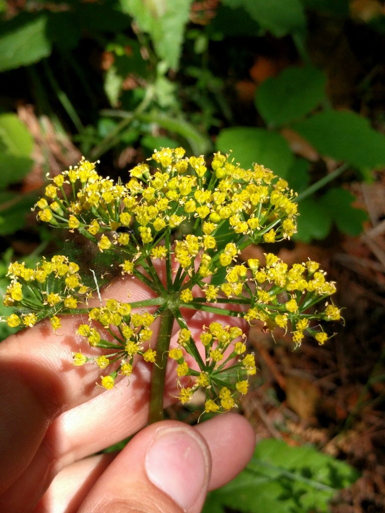 Lomatium parvifolium (Small-leaved lomatium), native California herb