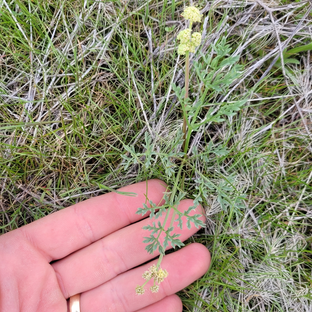Lomatium peckianum (Peck's lomatium), native California herb