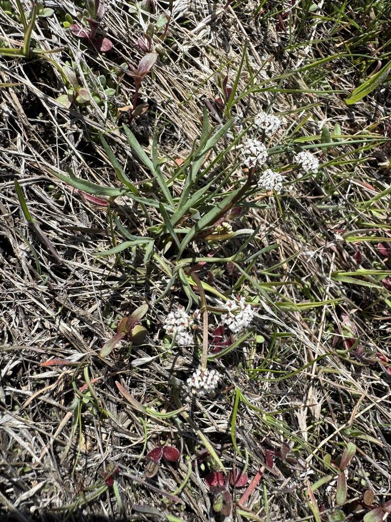 Lomatium piperi (Indian biscuitroot), native California herb