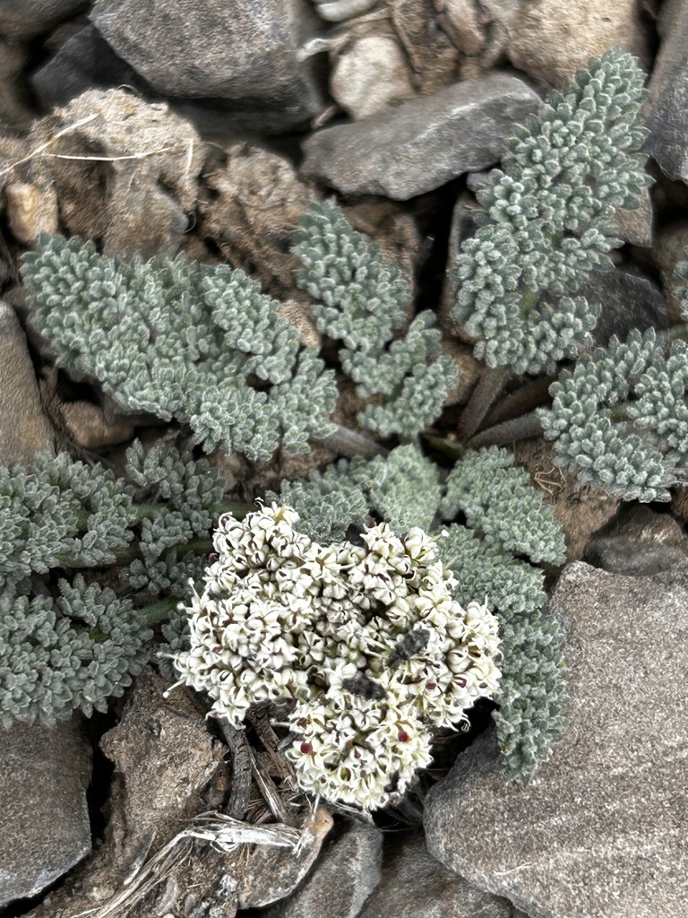 Lomatium ravenii var. ravenii (Raven's lomatium), native California perennial