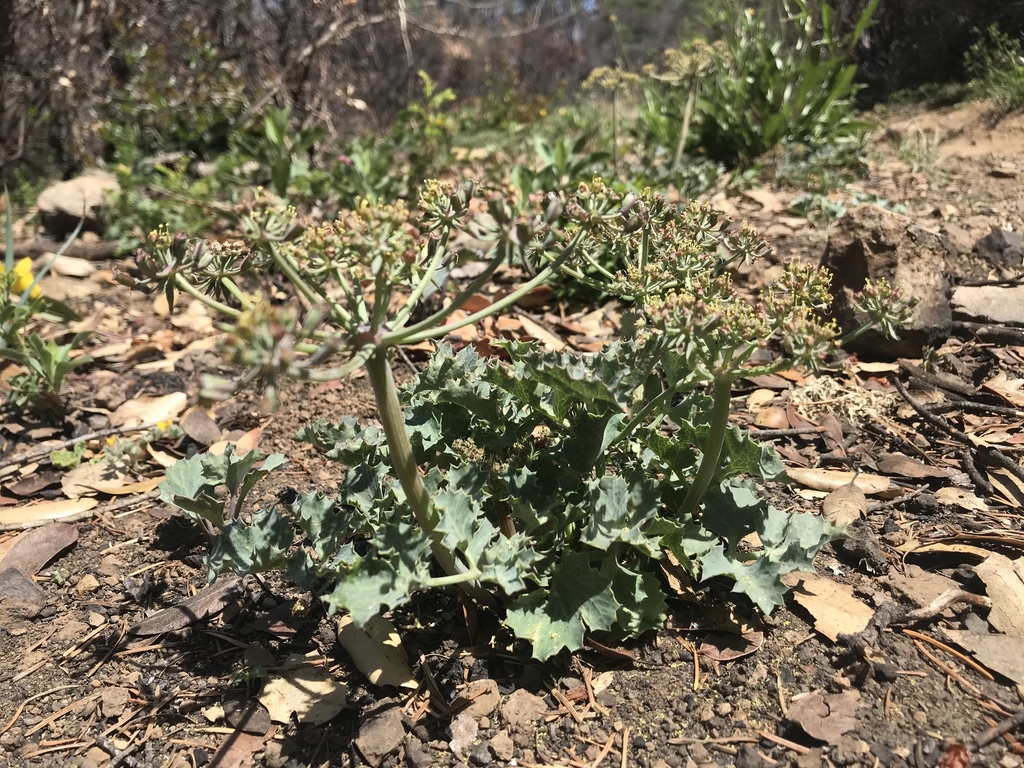 Lomatium repostum (Napa lomatium), native California herb