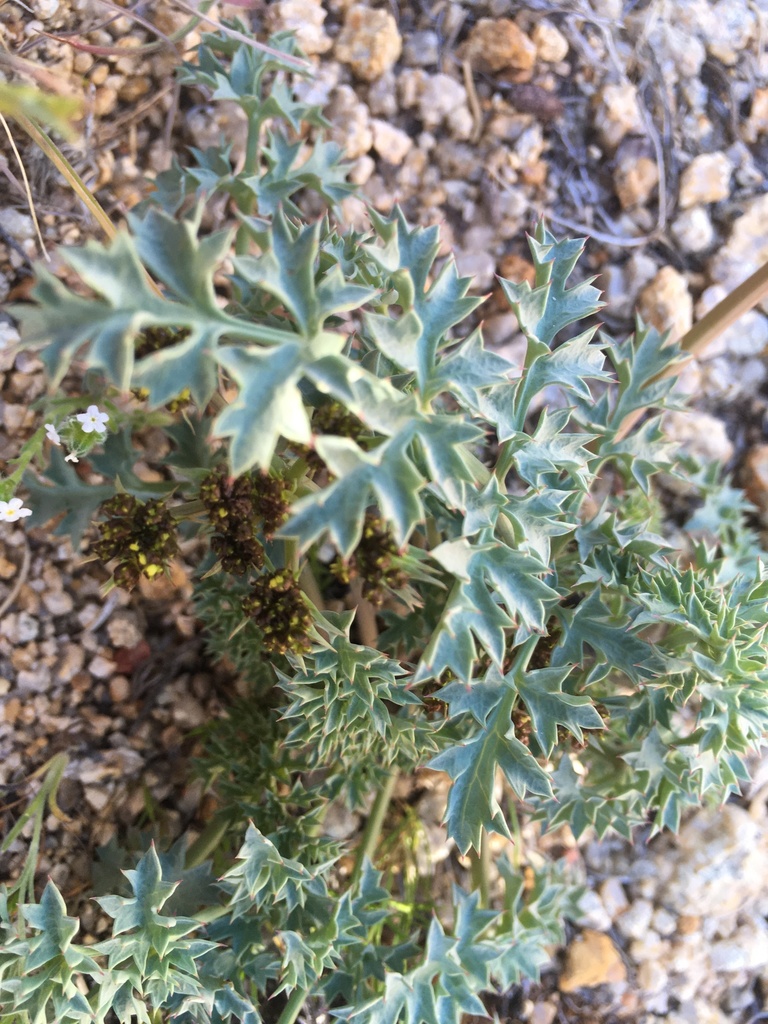 Lomatium rigidum (Stiff lomatium), native California herb