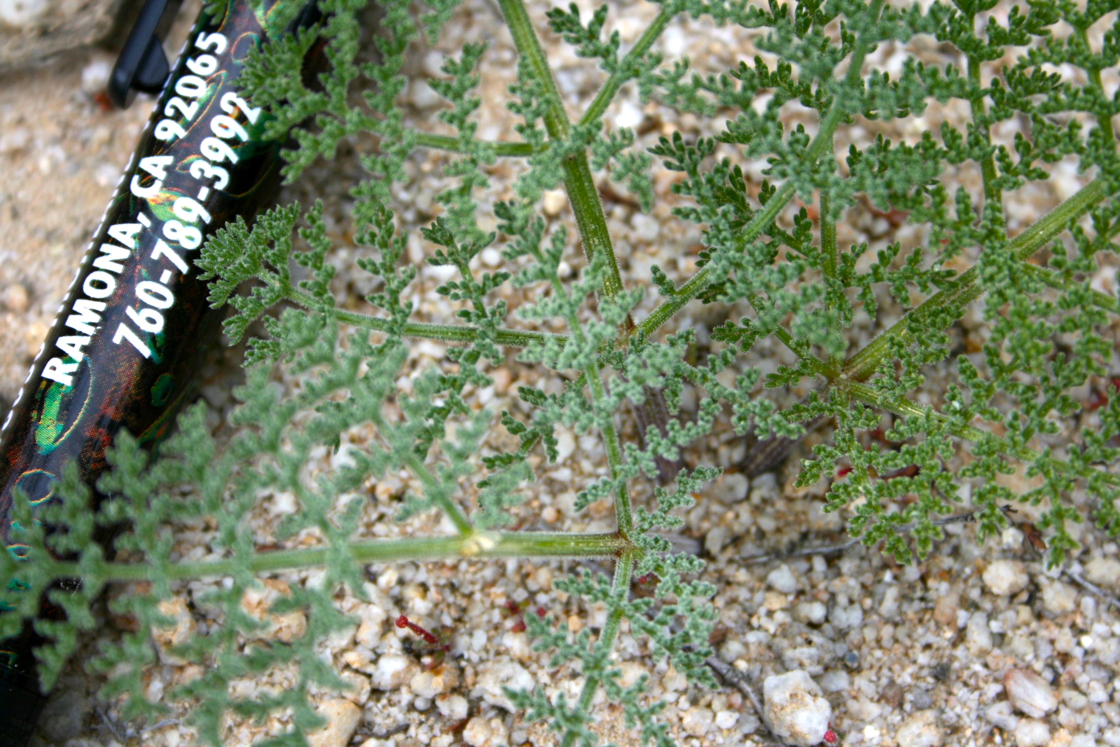 Lomatium sp., native California perennial