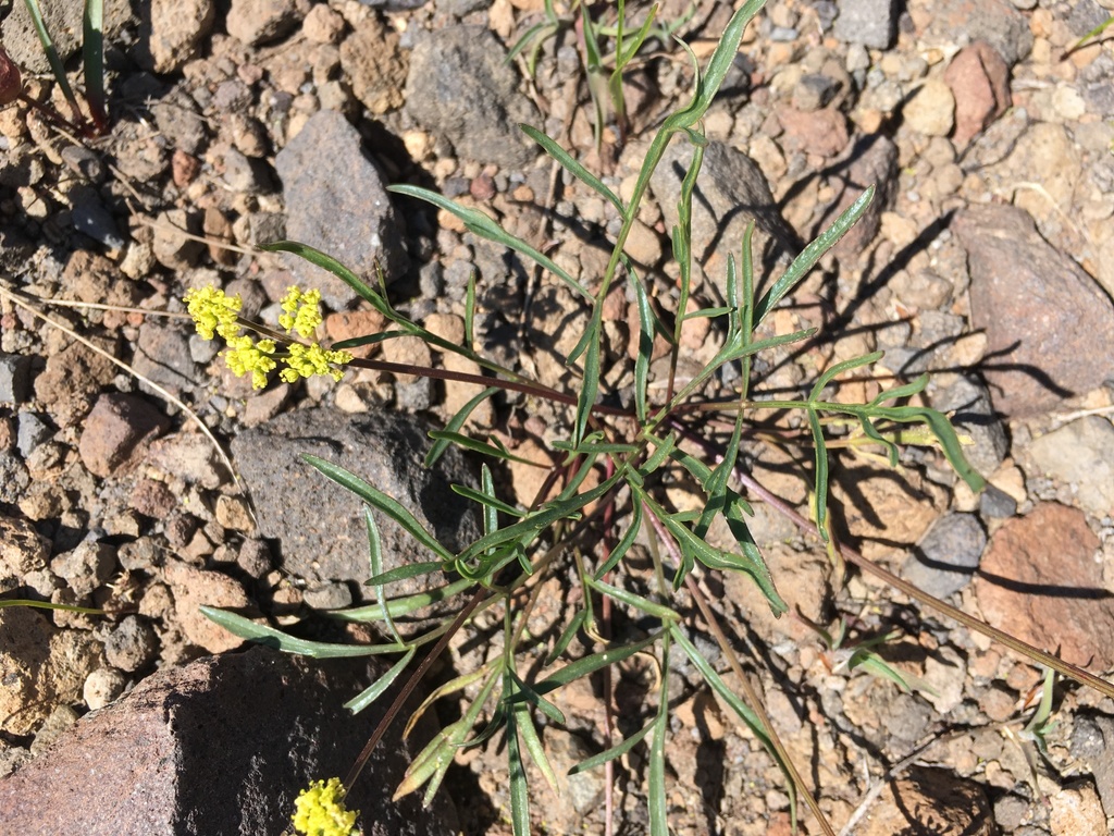 Lomatium stebbinsii (Stebbins' lomatium), native California herb