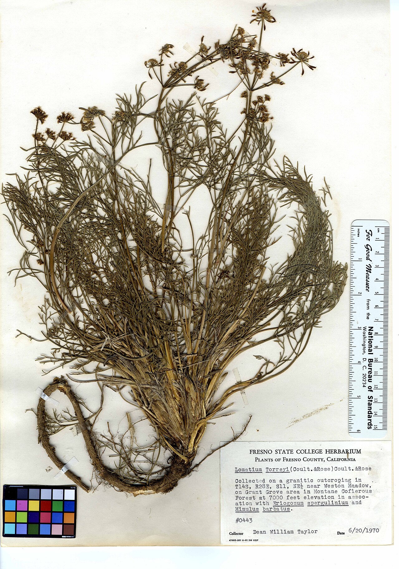 Lomatium torreyi (Sierra biscuitroot), native California herb