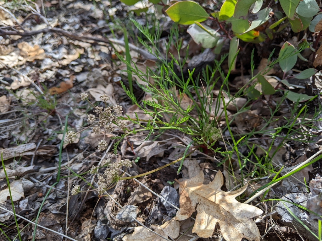 Lomatium tracyi (Tracy's lomatium), native California herb