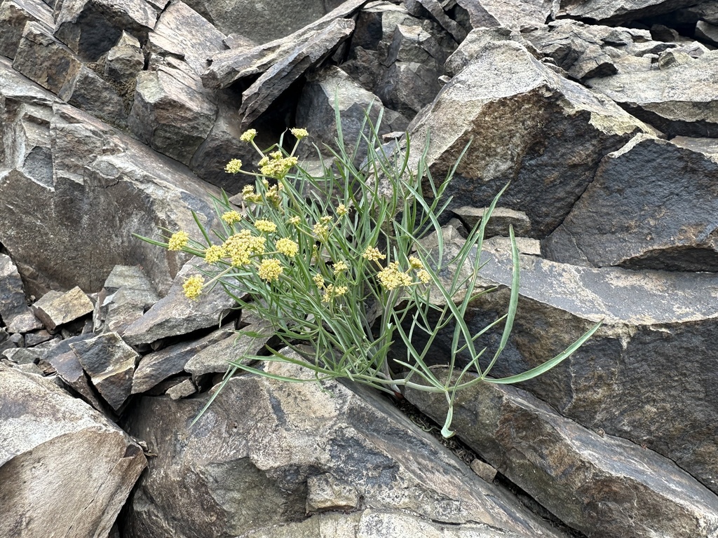 Lomatium triternatum — parent species of Lomatium triternatum var. triternatum