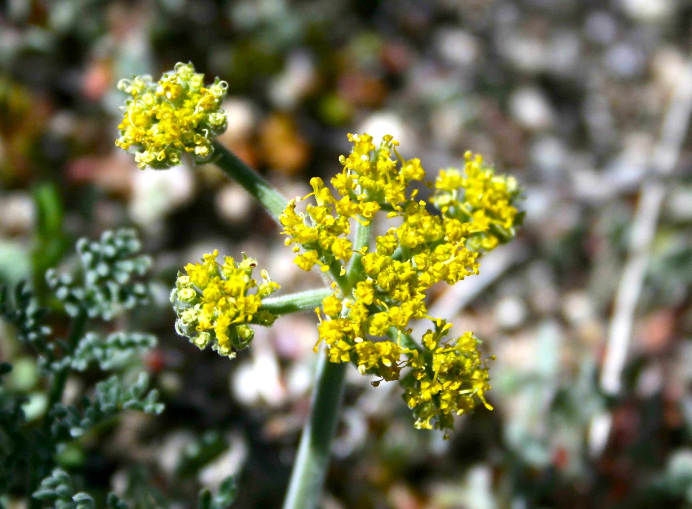 Lomatium utriculatum (Bladder parsnip), native California herb