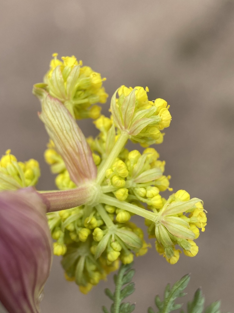 Lomatium vaginatum (Broadsheath desertparsley), native California herb