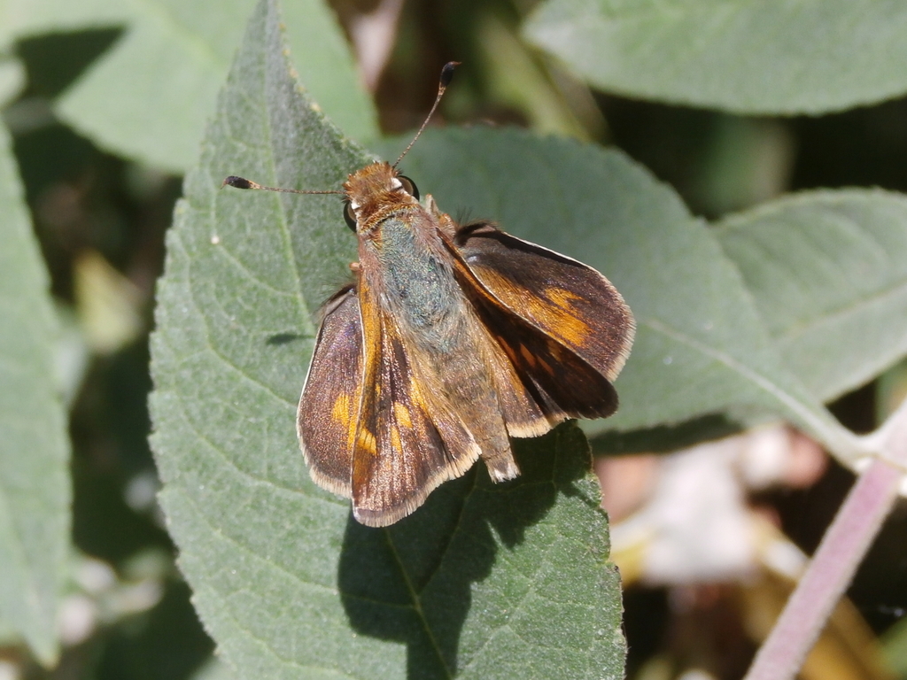 Lon melane (Umber Skipper), California species