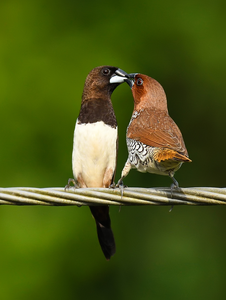 Lonchura punctulata (Scaly-breasted Munia), California species