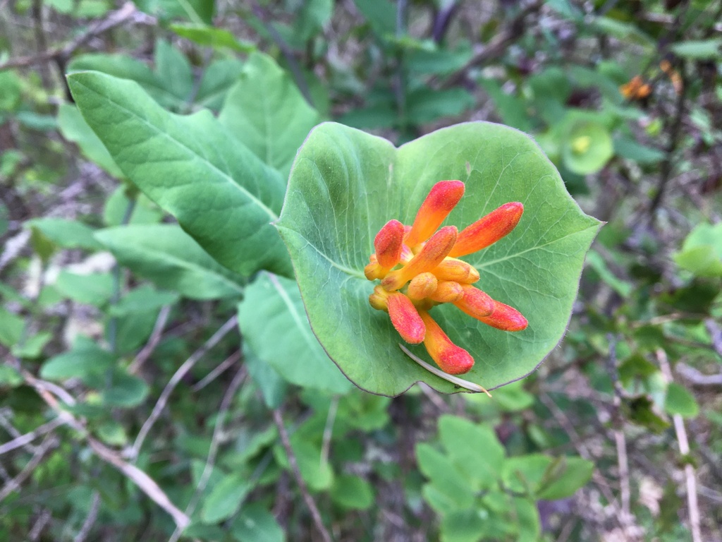 Lonicera ciliosa (Orange honeysuckle), native California shrub