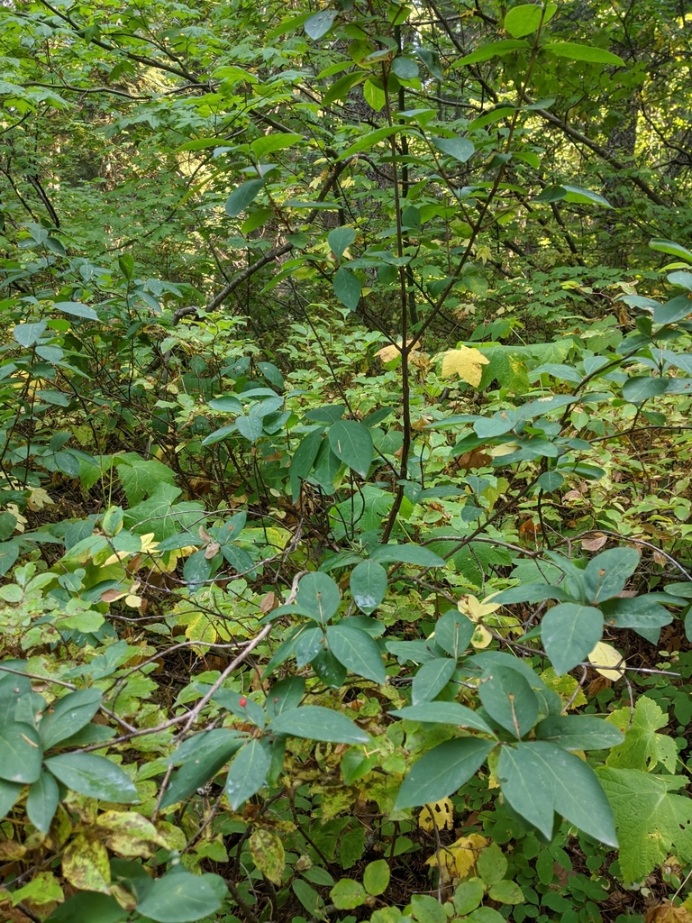 Lonicera conjugialis (Double honeysuckle), native California shrub