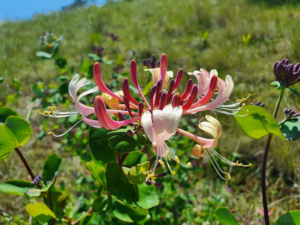 Lonicera etrusca (Etruscan honeysuckle), non-native California vine