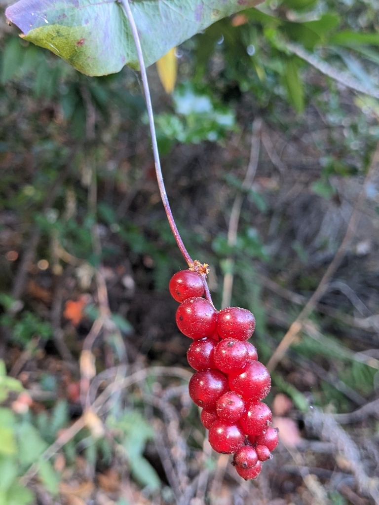 Lonicera hispidula (Pink honeysuckle), native California vine
