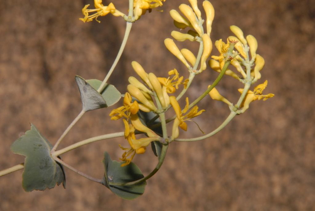 Lonicera interrupta (Chaparral honeysuckle), native California shrub