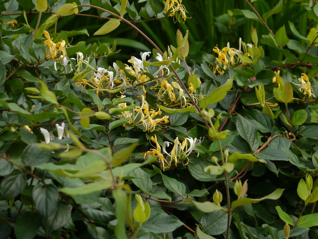 Lonicera japonica (Japanese honeysuckle), non-native California vine