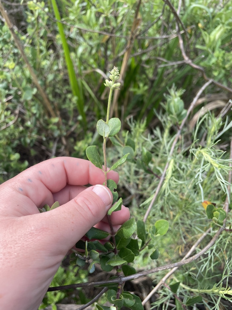 Lonicera subspicata — parent species of Lonicera subspicata var. subspicata