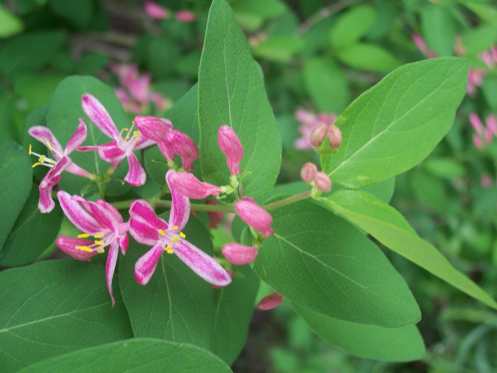 Lonicera tatarica (Tatarian honeysuckle), non-native California shrub