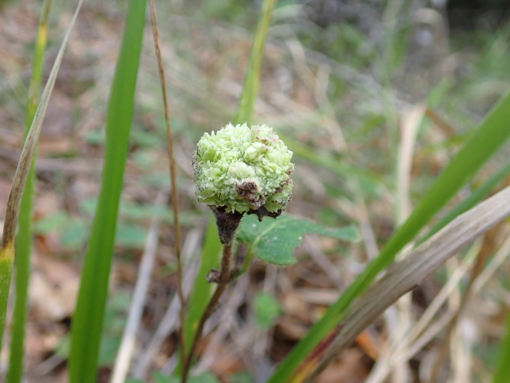 Lonicerae russoi (Cabbage bud gall midge), California species