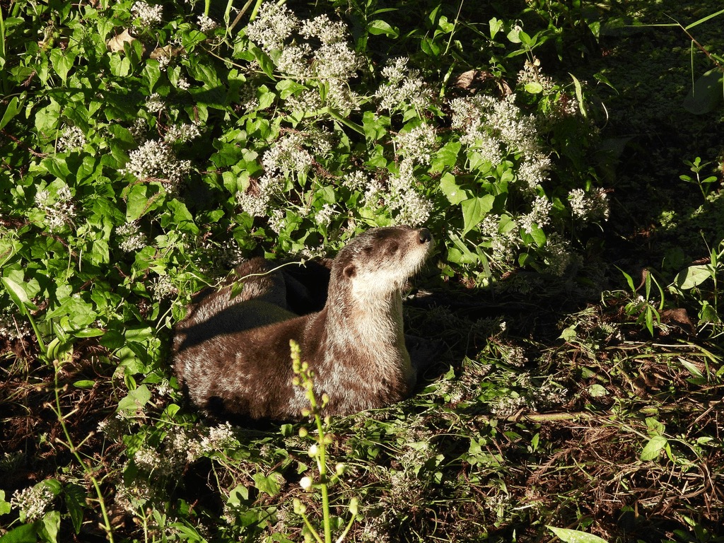 Lontra canadensis (North American River Otter), California species