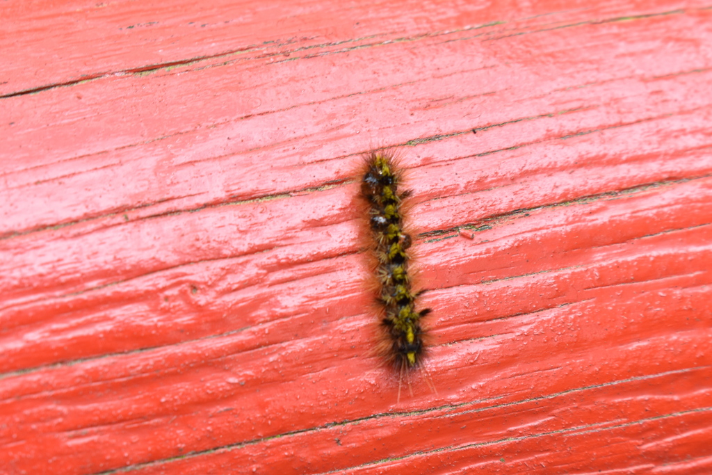 Lophocampa argentata (Silver-Spotted Tiger Moth), California species