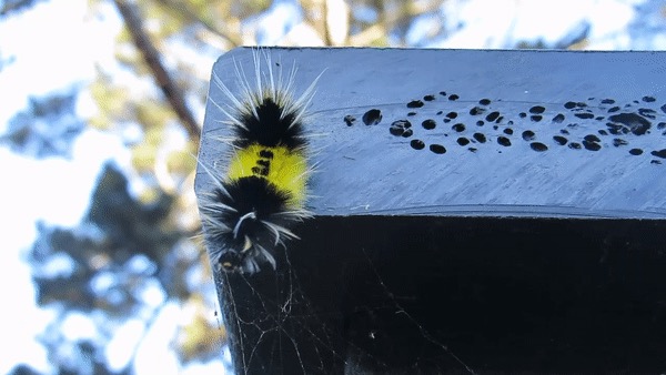Lophocampa maculata (Spotted Tussock Moth), California species