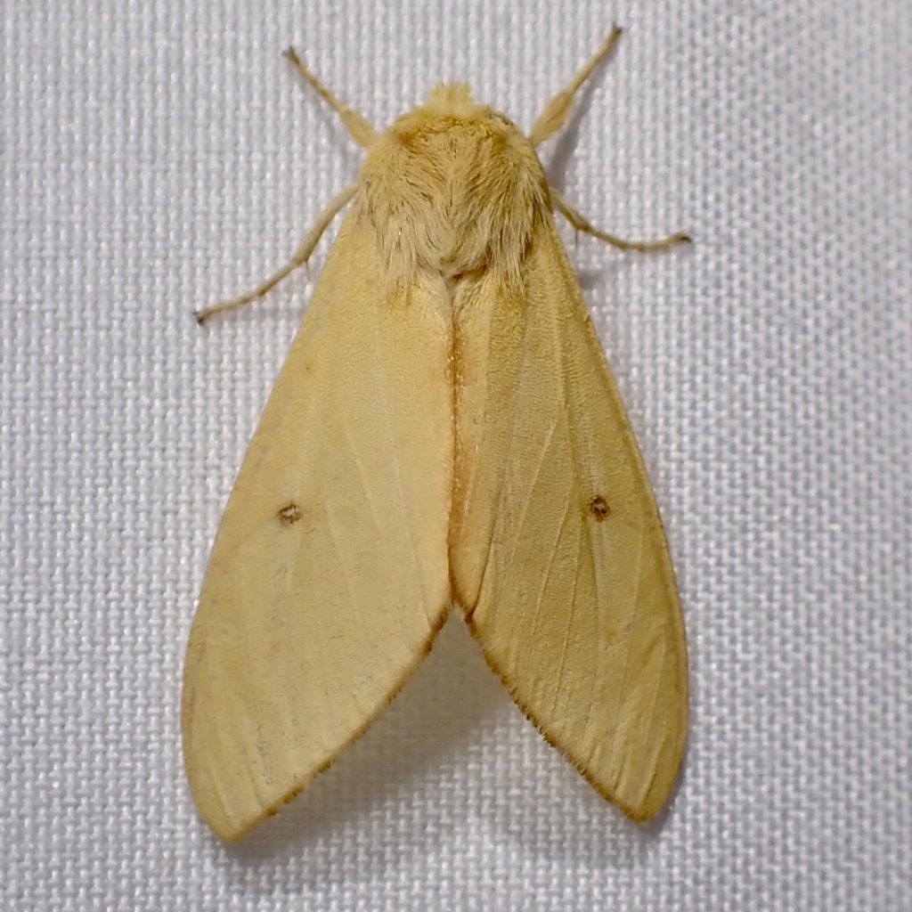 Lophocampa pura, California species
