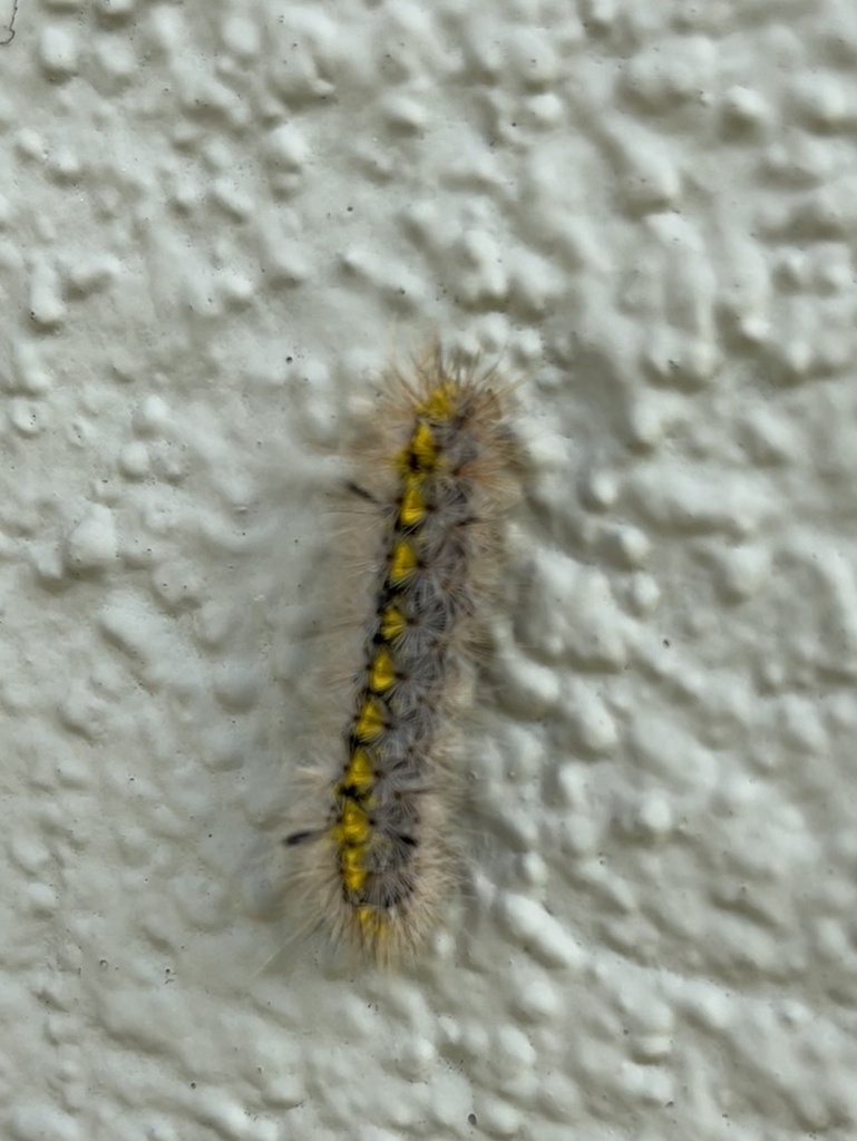 Lophocampa sobrina, California species