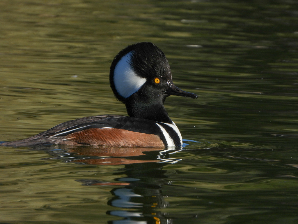 Lophodytes cucullatus (Hooded Merganser), California species
