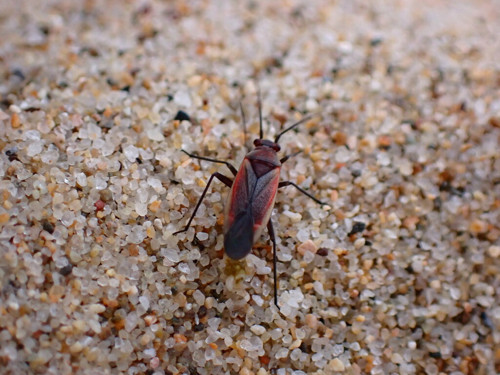 Lopidea marginata (Margined Scarlet Plant Bug), California species