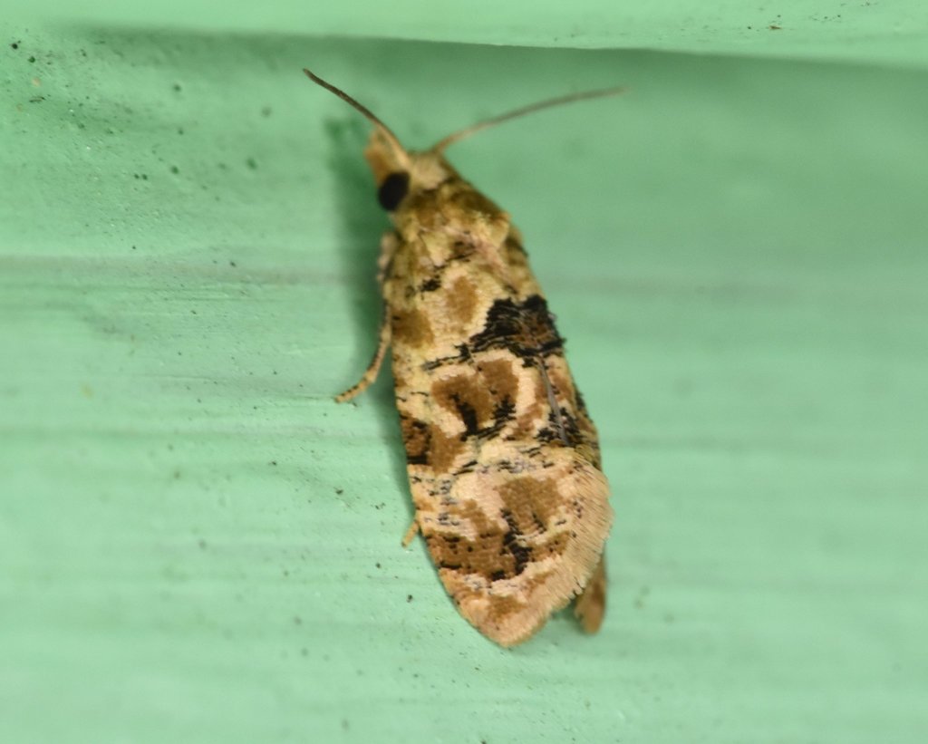 Lorita scarificata (Chrysanthemum Flower Borer Moth), California species