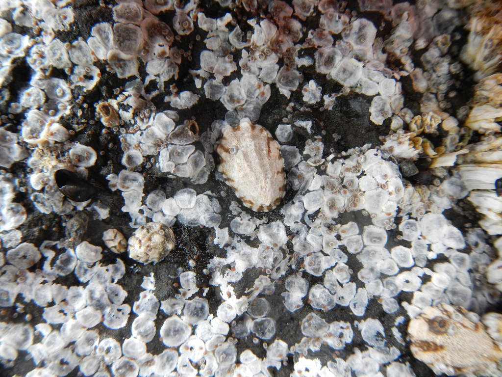 Lottia digitalis (Fingered Limpet), California species