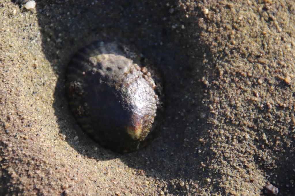 Lottia gigantea (Owl Limpet), California species