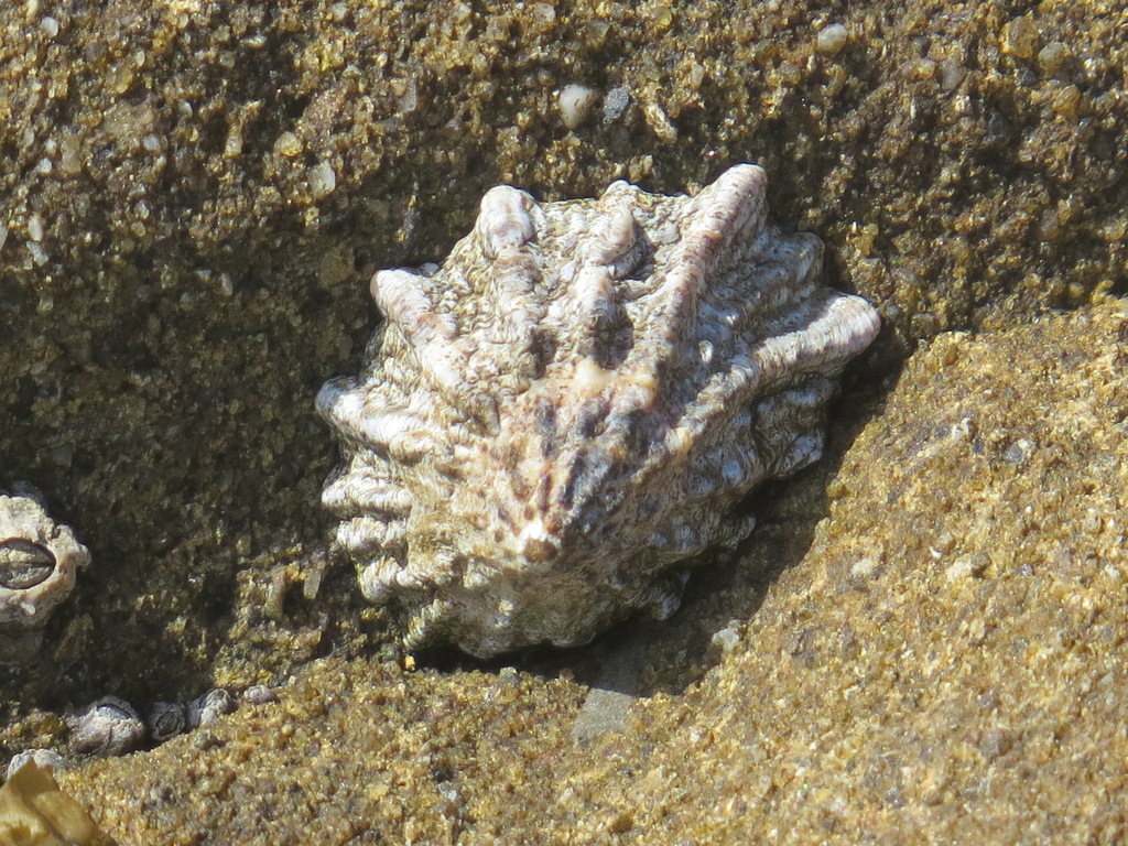Lottia scabra (Rough Limpet), California species