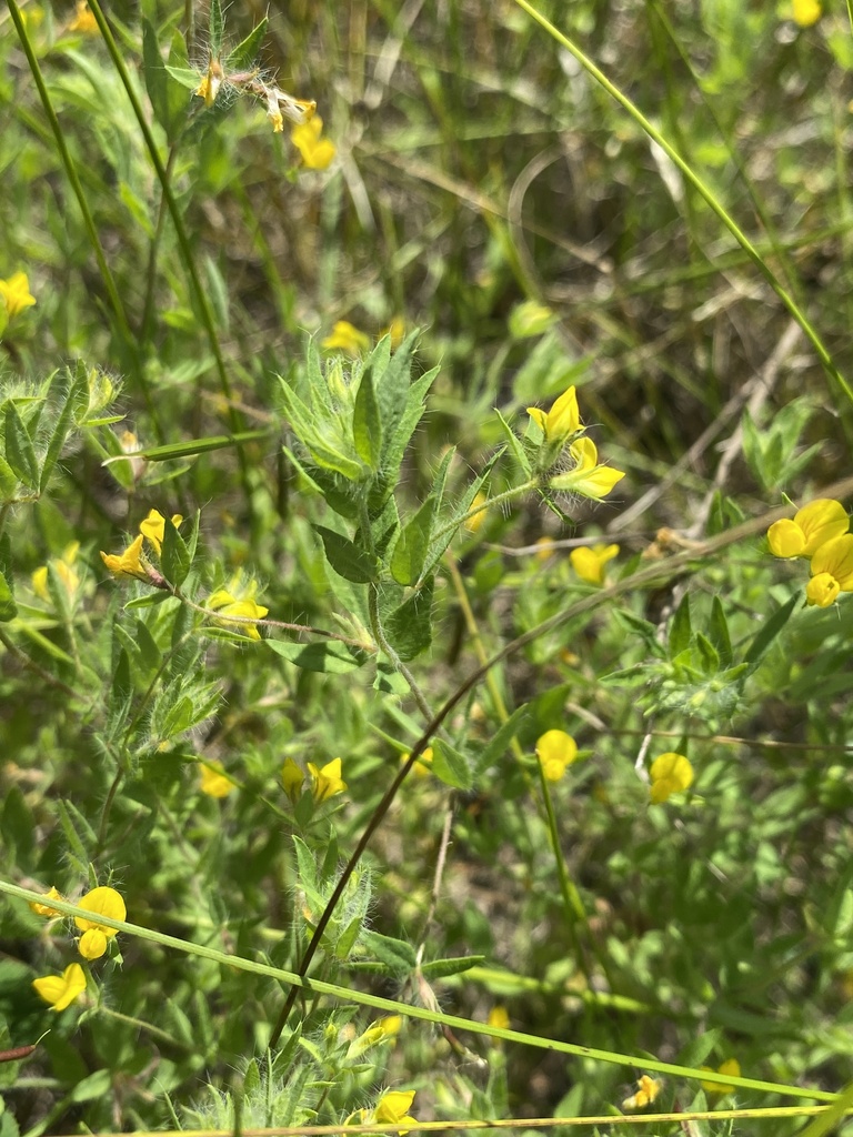 Lotus angustissimus (Slender bird's foot trefoil), non-native California herb
