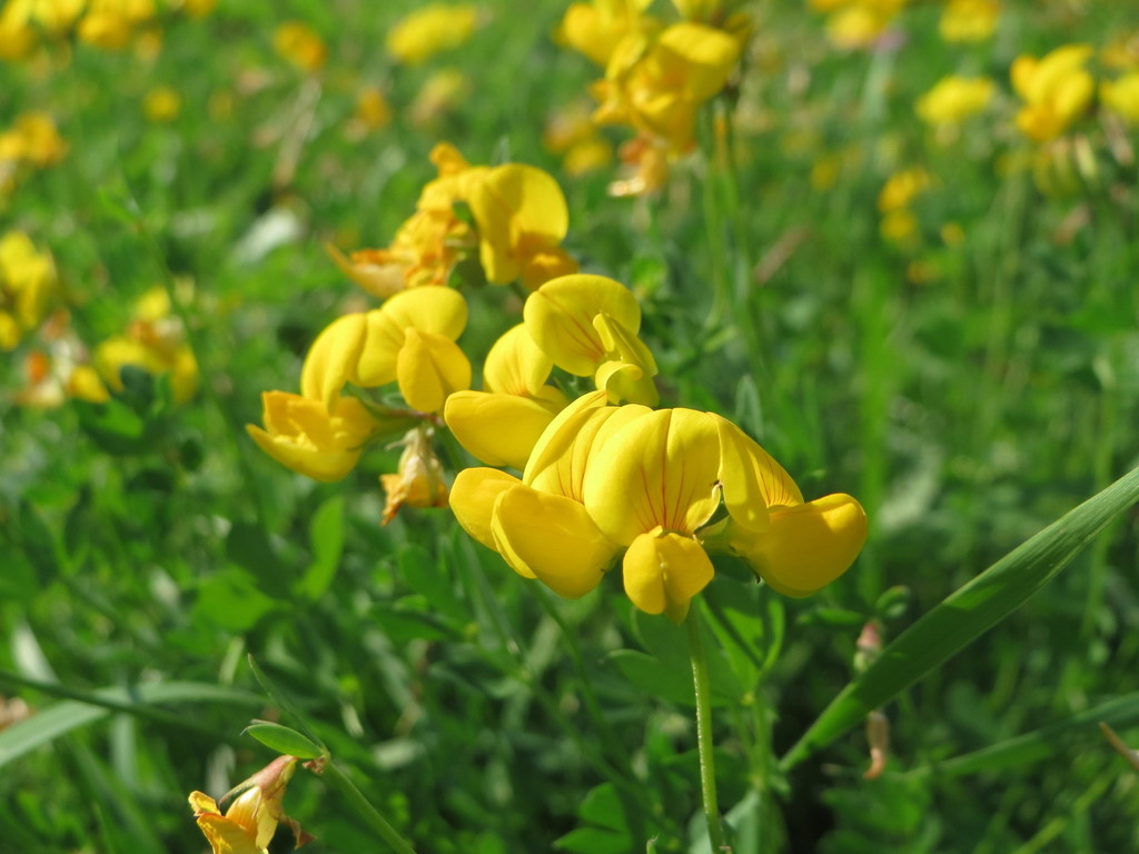 Lotus corniculatus (Bird's-foot trefoil), non-native California herb
