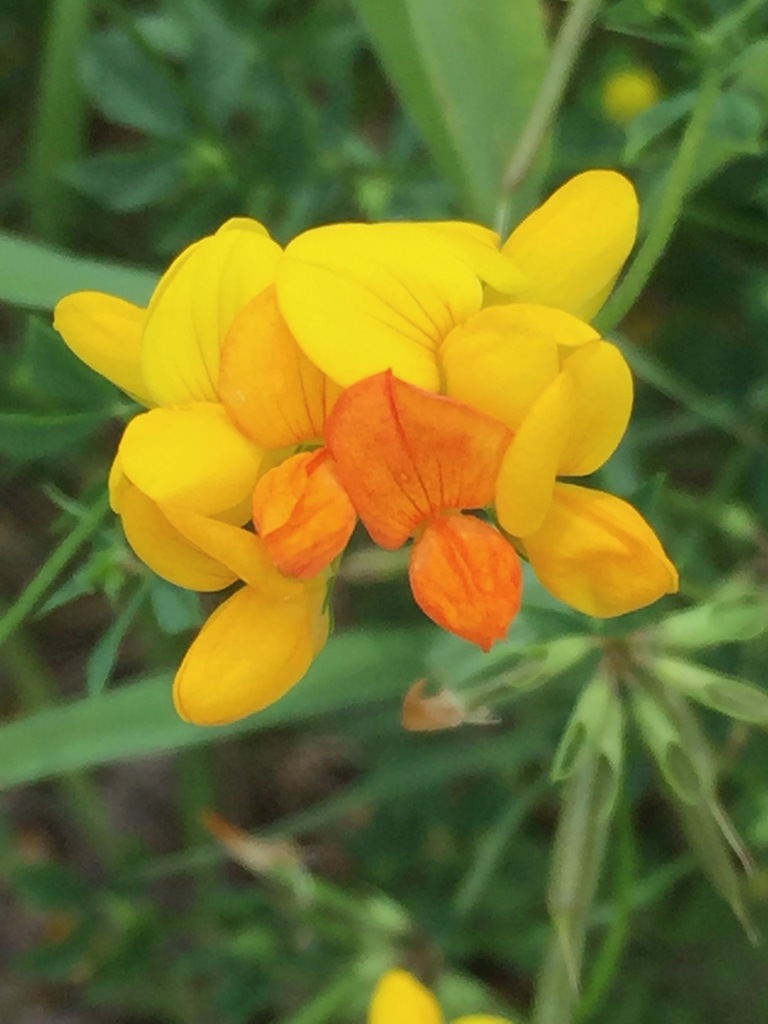 Lotus sp., non-native California perennial