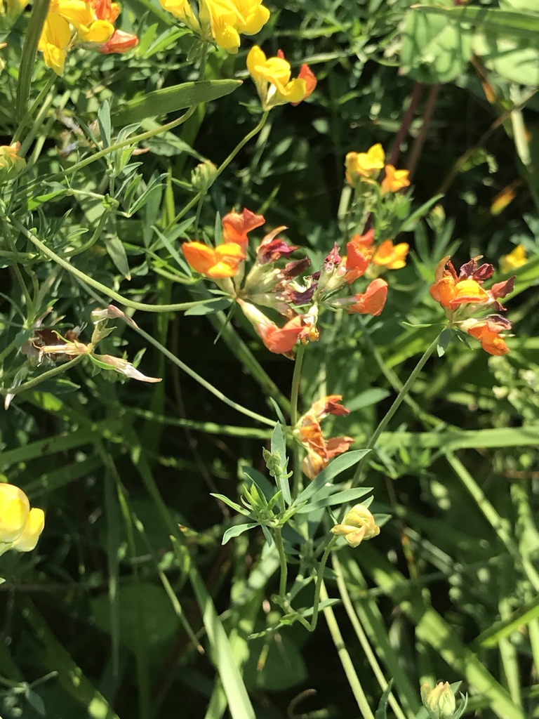 Lotus tenuis (Narrow-leaf bird's-foot trefoil), non-native California herb