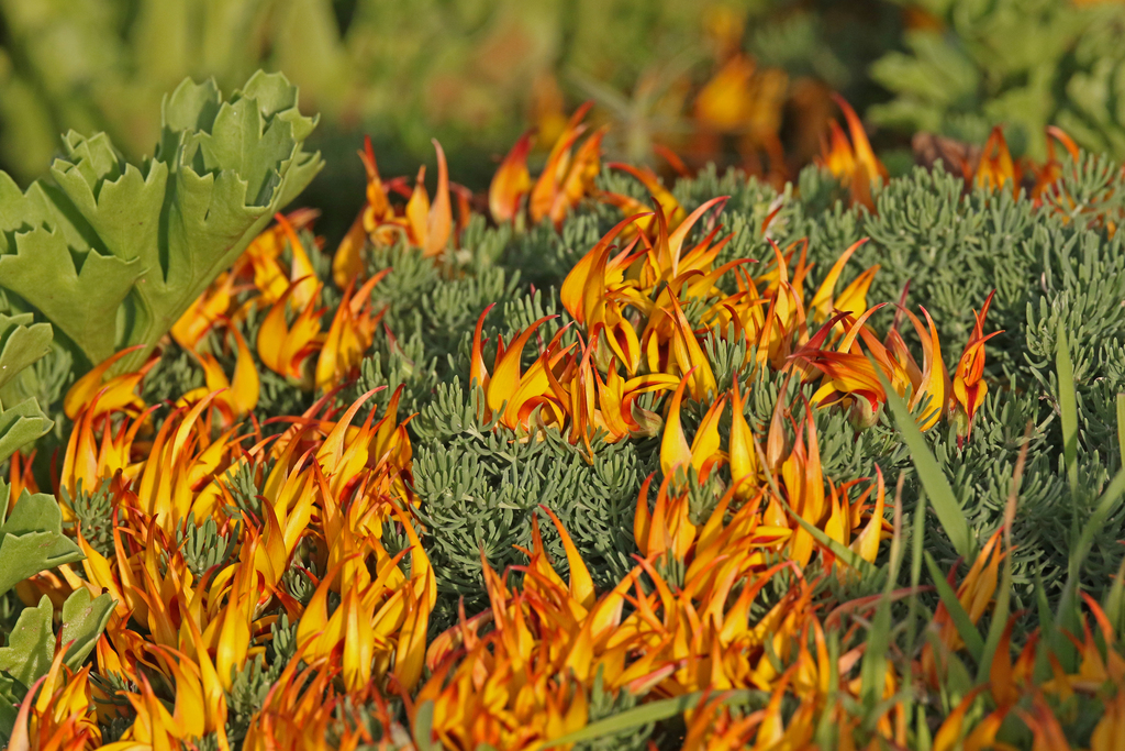 Lotus uliginosus (Marsh lotus), non-native California perennial