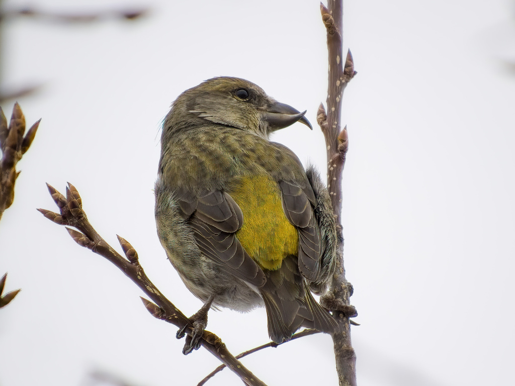 Loxia curvirostra (Red Crossbill), California species