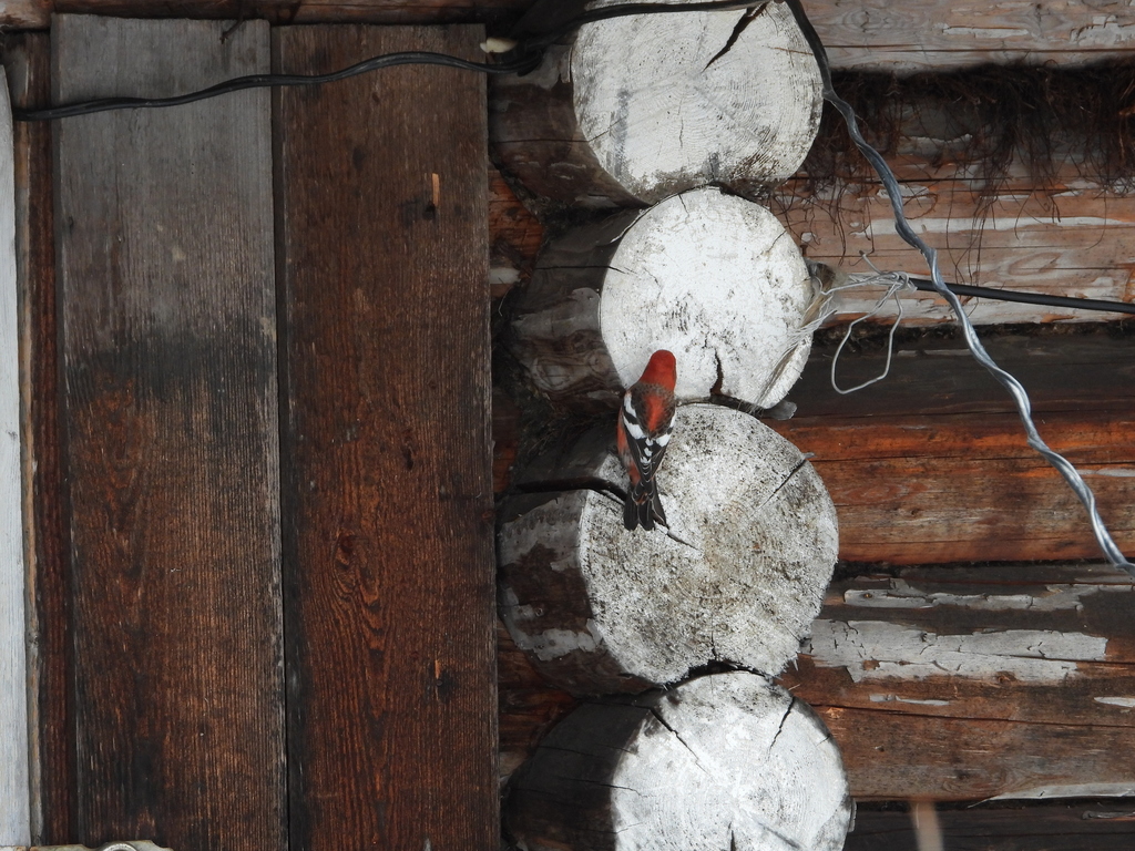 Loxia leucoptera (White-winged Crossbill), California species