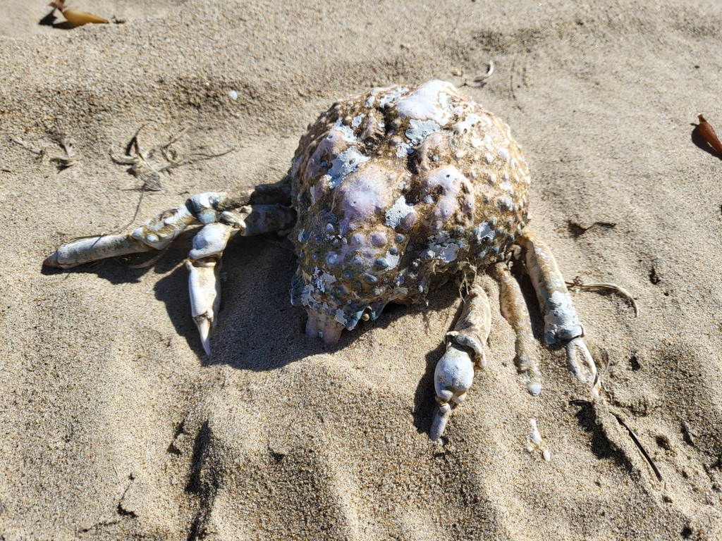 Loxorhynchus grandis (Sheep Crab), California species