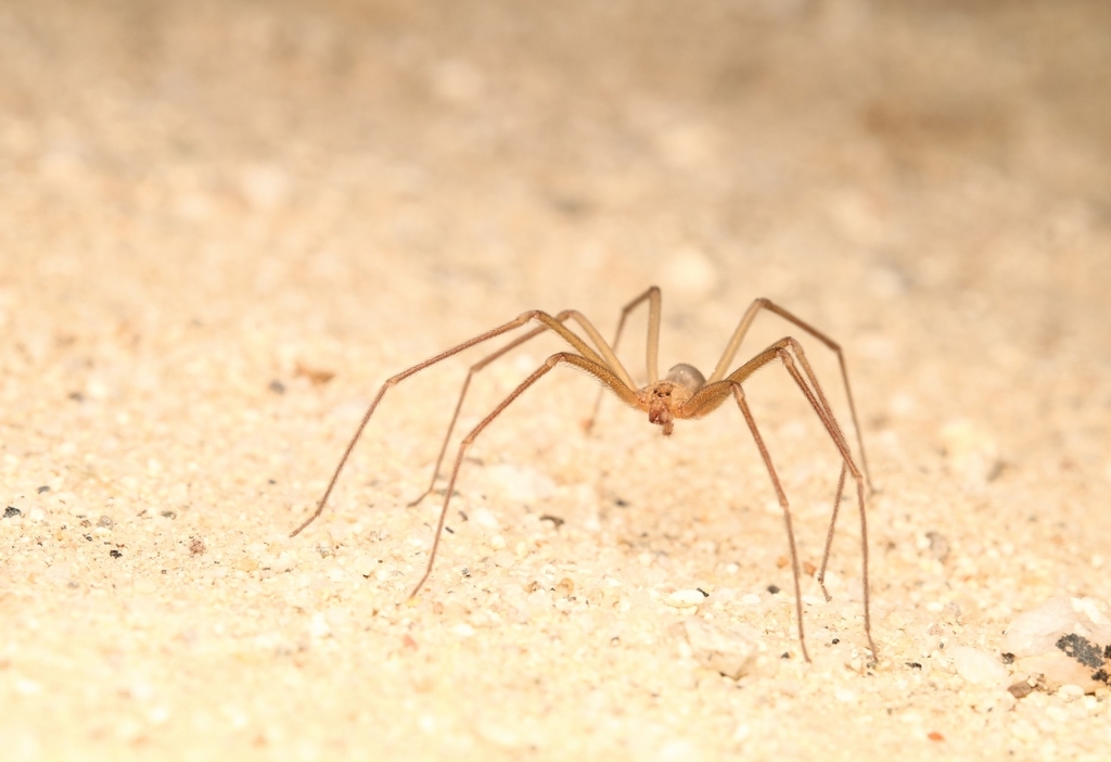 Loxosceles deserta (Desert Recluse), California species